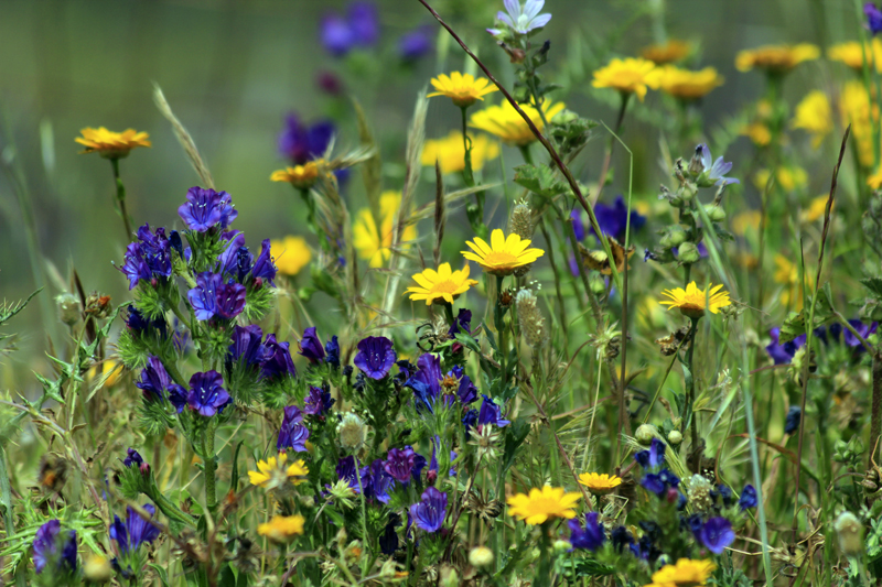 2016-04-26_120219 sardinien-2016.jpg - Sardinien Westkste